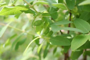 Fototapeta na wymiar Lonicera Caerulea Kamtschatica branch with unripe green fruits. Blueberry bush in springtime 