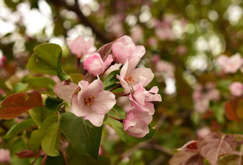 the branches of the Apple trees in bloom