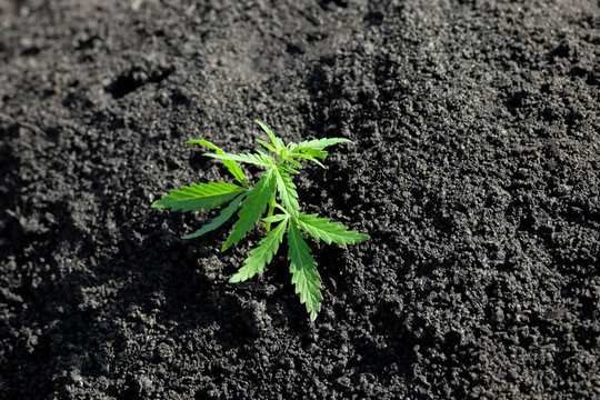 Thematic photo to legalize a plant hemp. Low THC technical cultivar with no drug value. Cannabis seedling, cultivated by hemp farmers to produce different types of CBD products