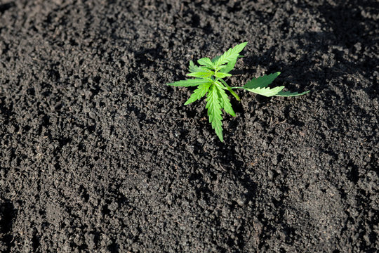 Thematic photo to legalize a plant hemp. Low THC technical cultivar with no drug value. Cannabis seedling, cultivated by hemp farmers to produce different types of CBD products