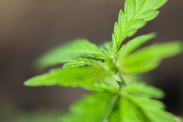 Thematic photo to legalize a plant hemp. Low THC technical cultivar with no drug value. Cannabis...