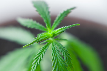 Thematic photo to legalize a plant hemp. Low THC technical cultivar with no drug value. Cannabis seedling, cultivated by hemp farmers to produce different types of CBD products