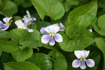 Close-up of white and purple violets in bloom. Viola plants in the garden