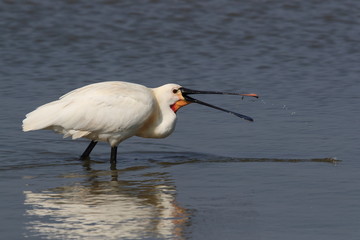 Eurasian or common spoonbill in nature Island Texel,Holland