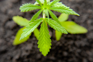 Thematic photo to legalize a plant hemp. Low THC technical cultivar with no drug value. Cannabis...