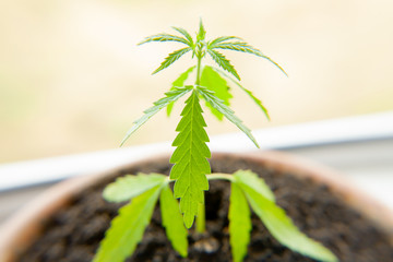 Cannabis seedling, cultivated by hemp farmers to produce different types of CBD products. Low THC...