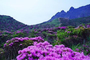 Obraz premium ミヤマキリシマの花が満開の阿蘇中岳の風景