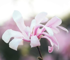 Pink Magnolia macro flower during Spring. Soft focus, bokeh and blur in the back. 