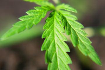 Cannabis seedling, cultivated by hemp farmers to produce different types of CBD products. Low THC...