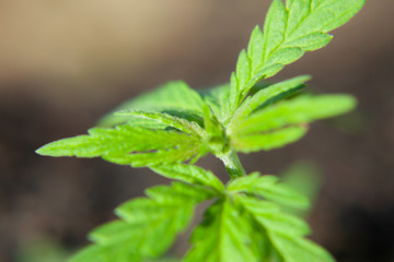 Cannabis seedling, cultivated by hemp farmers to produce different types of CBD products. Low THC...