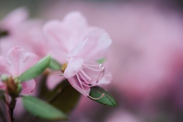 Fototapeta na wymiar Macro of pink Rhododendron branch flowering. Soft focus and blur in the back. Spring flowers