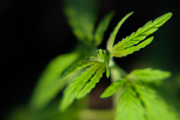 Cannabis seedling, cultivated by hemp farmers to produce different types of CBD products. Low THC...