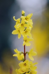 Macro of yellow Forsythia (Easter tree). Soft, blurred background with dark spots