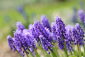 Obraz premium Purple Muscari (Grape hyacinth) flowers in a meadow. Bokeh and blur in the back. Shalow depth of field. Bright, sunny day