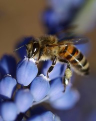 Macro of bee on blue Muscari (Grape hyacinth) flower. Soft focus, bokeh and shallow depth of field.