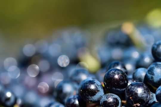 belle vendange de gamay dans le Beaujolais.
