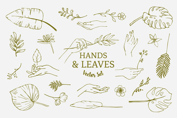 Set of hand drawn delicate line art vector illustrations of hands and various tropical leaves and flowers.