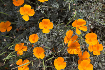 colorful flowers in the park for background concept.
