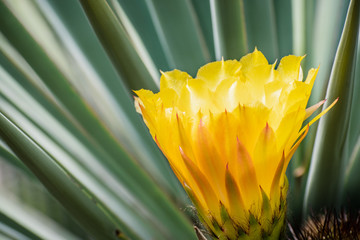 Close up of the yellow flower of a hedgehog (Echinopsis) cactus blooming in a garden in California;...