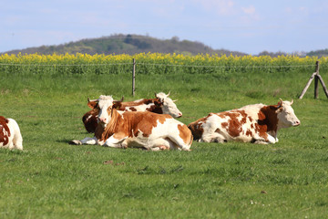 Fototapeta na wymiar Herd of cows on beautiful rural animal farm grazing on green grass meadow.