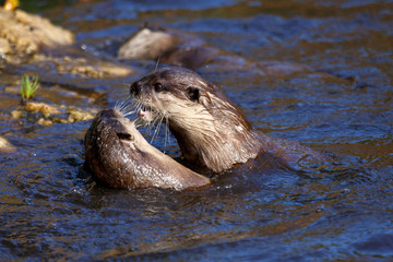 Fototapeta premium fish otters