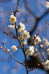 白い梅の花