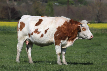 Naklejka na ściany i meble Herd of cows on beautiful rural animal farm grazing on green grass meadow
