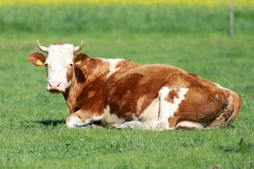 Herd of cows on beautiful rural animal farm grazing on green grass meadow