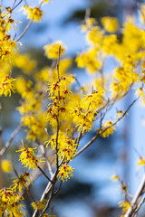 Obraz premium Japanese witch hazel