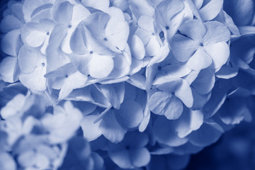 white viburnum flowers in the garden close up - Viburnum opulus common name guelder rose