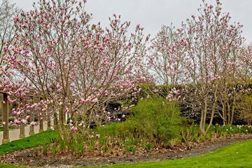 Magnolia trees