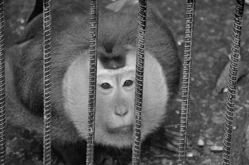 Little monkey is trapped in a black and white zoo