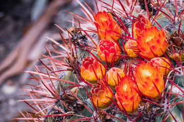 Close up of bright orange flowers on top of large barrel cactus (Ferocactus cylindraceus)