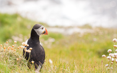 Puffin Bird Wildlife