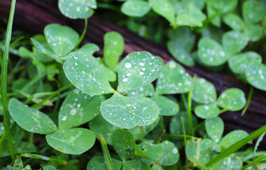 Dew, rain drops, droplets on leaves of Trifolium common Clover green plant, macro photography