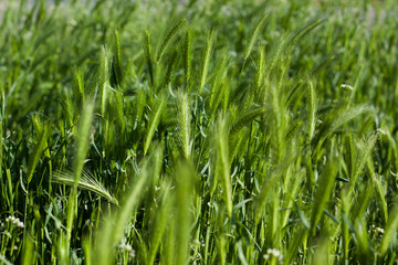 Green spikelets on the field closeup