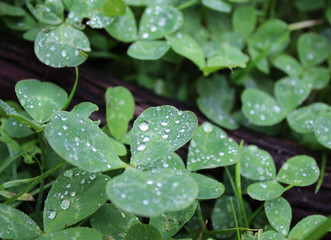 Dew, rain drops, droplets on leaves of Trifolium common Clover green plant, macro photography