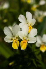 Fototapeta na wymiar Yellow and white pansies flower close up
