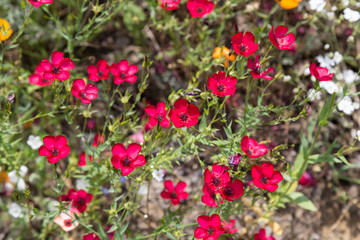 colorful flowers in the park for background concept.