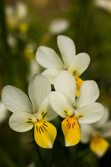 Yellow and white pansies flower close up