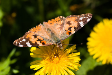Beautiful monarch butterfly hives gathers nectar from a yellow dandelion flower in summer