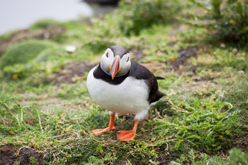 Puffin Bird Wildlife