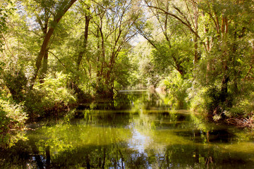 Fototapeta na wymiar river in a forest
