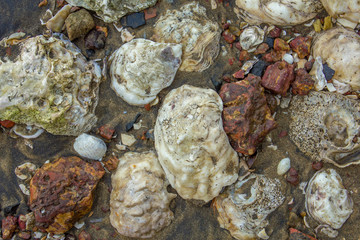 large white seashells in dark sand with red stones close-up. natural surface texture