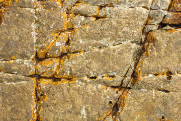 the gray yellow surface of stone rock with deep cracks and white shells sea acorns. natural texture