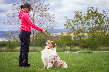 Animal trainer giving snack reward to dog after training. Woman and Australian shepherd - Powered by Adobe