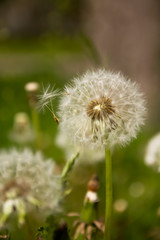 Dandelion on green background