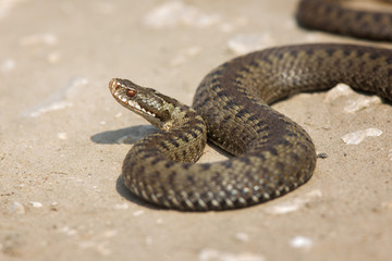 Viper close up