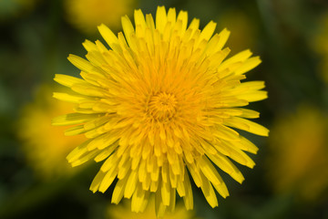 blooming yellow dandelion on green meadow closeup