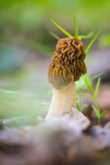  morel mushroom